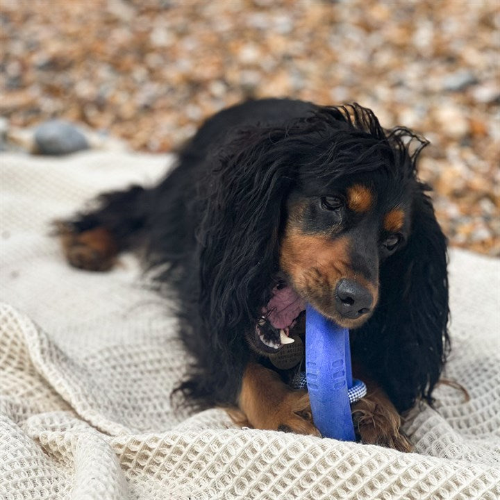 Blue Shark Shape Rope Dog Toy image 1