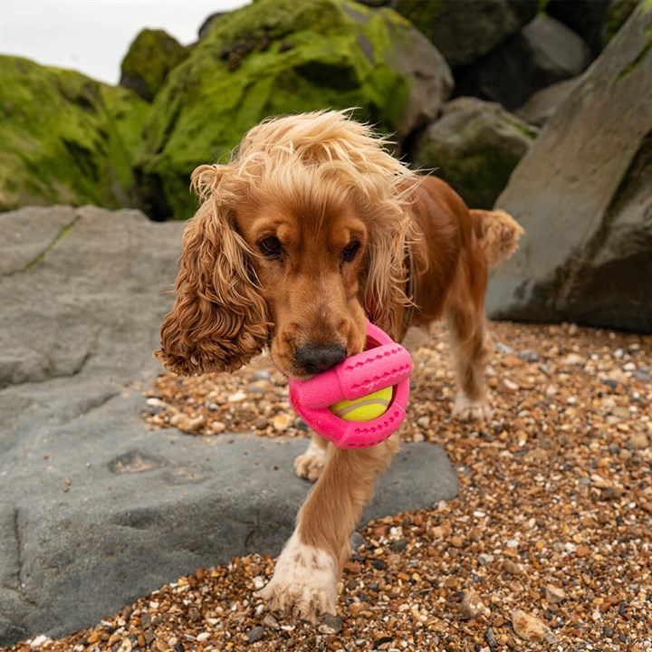 Play Cross Ball Dog Toy image 2