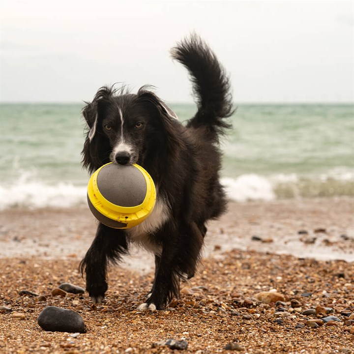 Play Mega Ball Dog Toy image 1