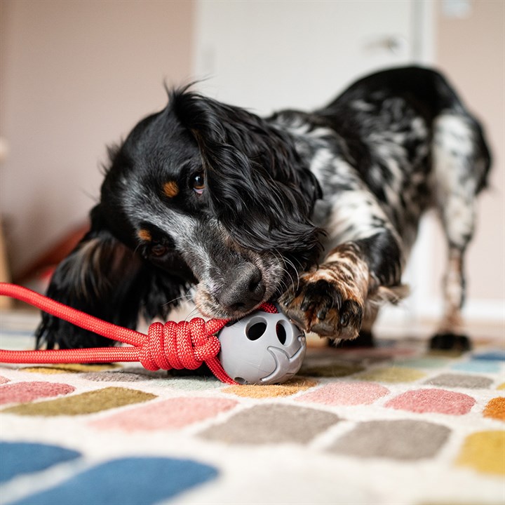 Stay Wild Shark & Rope Dog Toy image 3