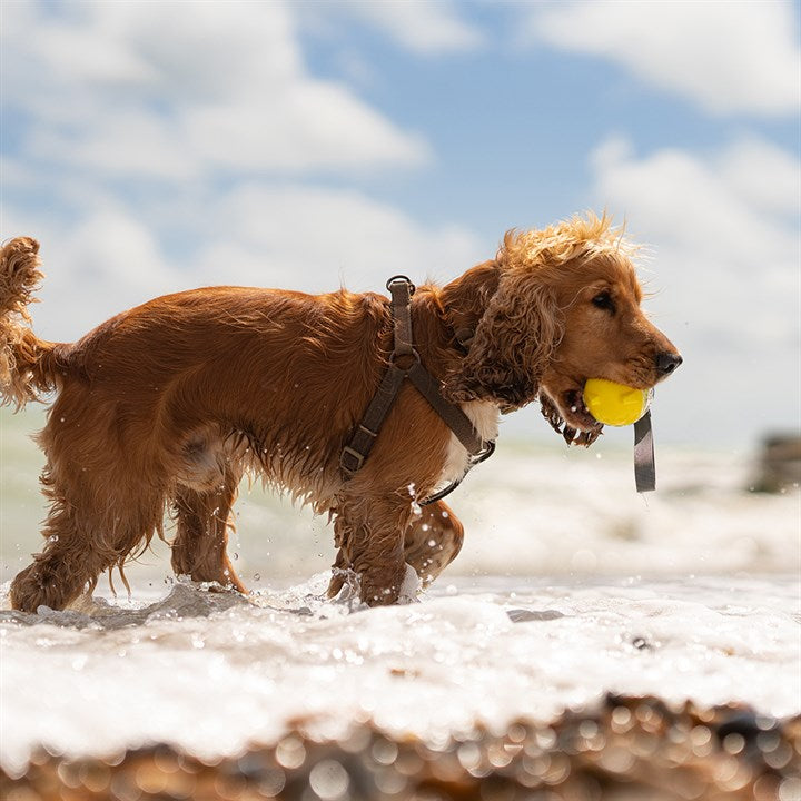 Flash Throw Dog Toy Yellow image 2