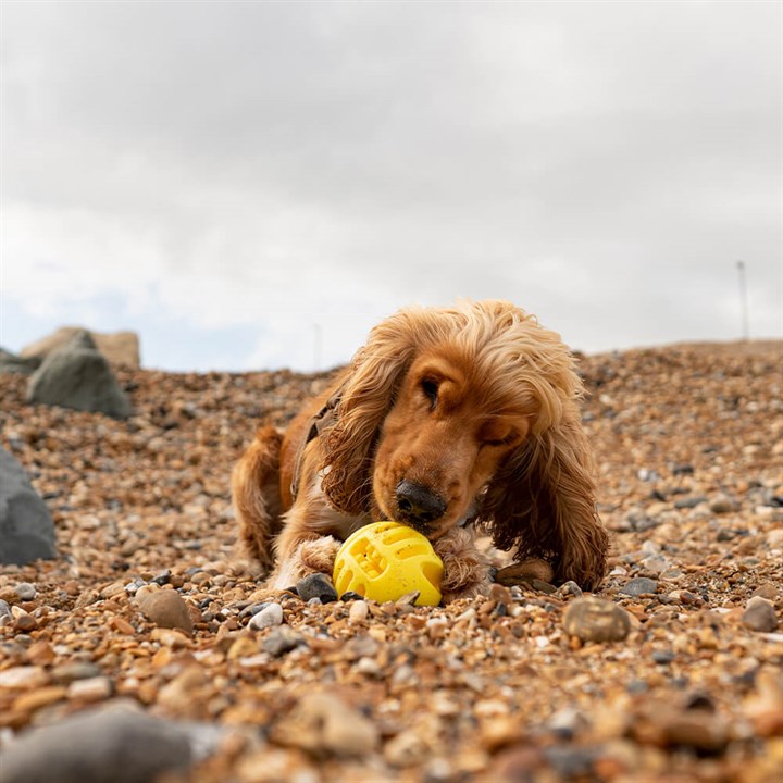 Ball Dog Toy Yellow image 1